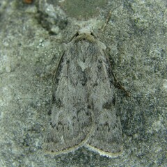 Epipsilia grisescens