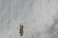 Bucculatrix canadensisella