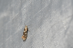 Bucculatrix canadensisella