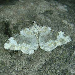 Coenotephria tophaceata