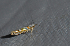 Argyresthia calliphanes