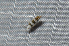 Argyresthia calliphanes