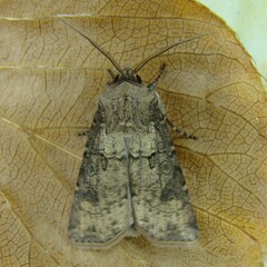 Agrotis clavis
