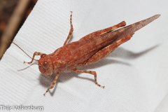 Sphingonotus rubescens