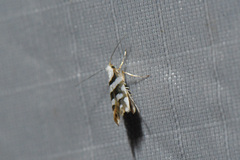 Argyresthia calliphanes