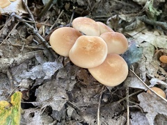 Marasmius cohaerens