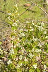 Amelanchier alnifolia