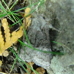 Brachylomia viminalis