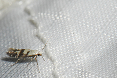 Argyresthia austerella