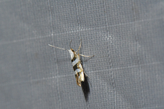 Argyresthia calliphanes