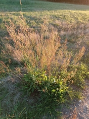 Rumex thyrsiflorus