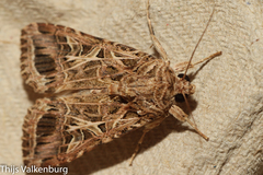 Spodoptera littoralis