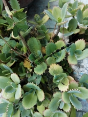 Erythemis vesiculosa