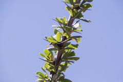 Dendrobias mandibularis