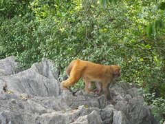 Macaca mulatta