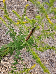 Cucullia convexipennis