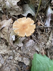 Marasmius cohaerens