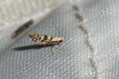 Argyresthia austerella