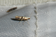 Argyresthia austerella