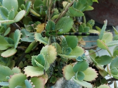 Erythemis vesiculosa