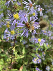 Symphyotrichum novi-belgii