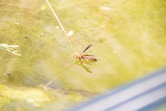 Polistes arizonensis