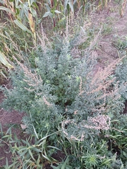 Artemisia vulgaris