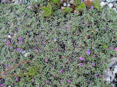 Astragalus kentrophyta