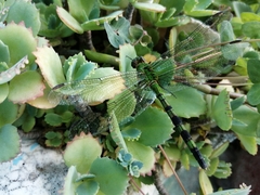 Erythemis vesiculosa