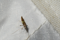 Caloptilia bimaculatella