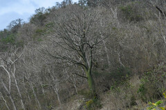 Ceiba trischistandra