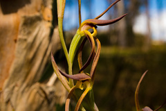 Lyperanthus suaveolens