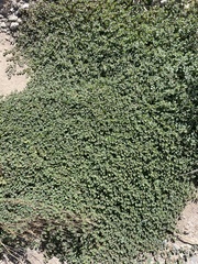 Euphorbia albomarginata