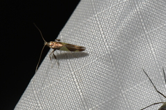 Caloptilia bimaculatella