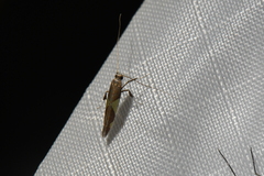 Caloptilia bimaculatella