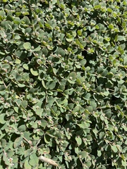 Euphorbia albomarginata