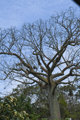 Ceiba trischistandra