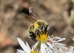 Andrena hirticincta