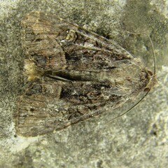 Mesapamea secalis