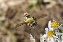Andrena hirticincta