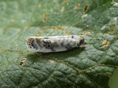 Antaeotricha