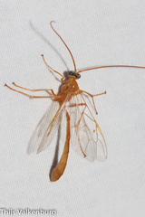 Enicospilus