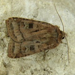 Diarsia rubi