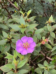 Melastoma septemnervium