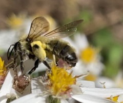 Andrena hirticincta
