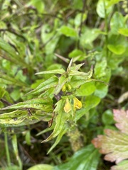 Melampyrum sylvaticum