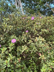 Melastoma septemnervium