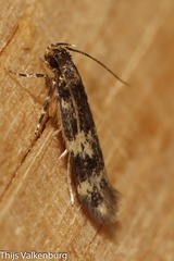 Gelechioidea