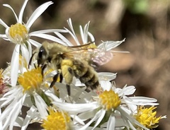 Andrena hirticincta