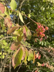 Viburnum prunifolium